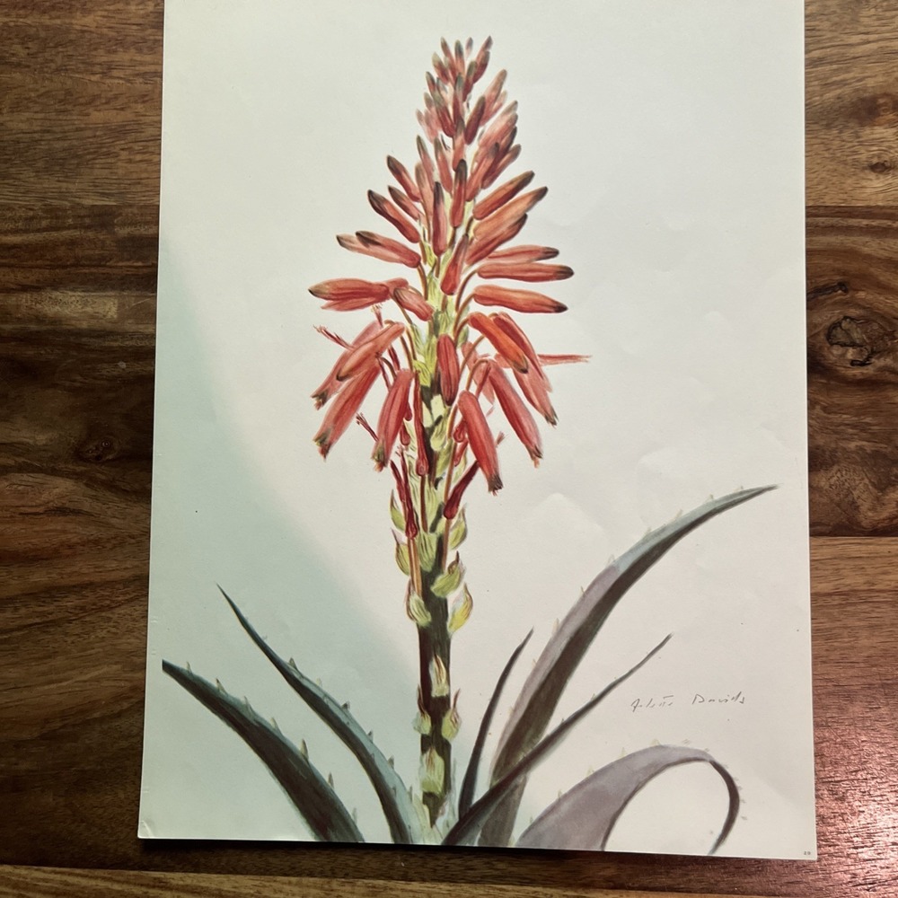 Vintage 1940s Arlette Davids Aloe Spinosissima Botanical Print 29 Spring Flowers